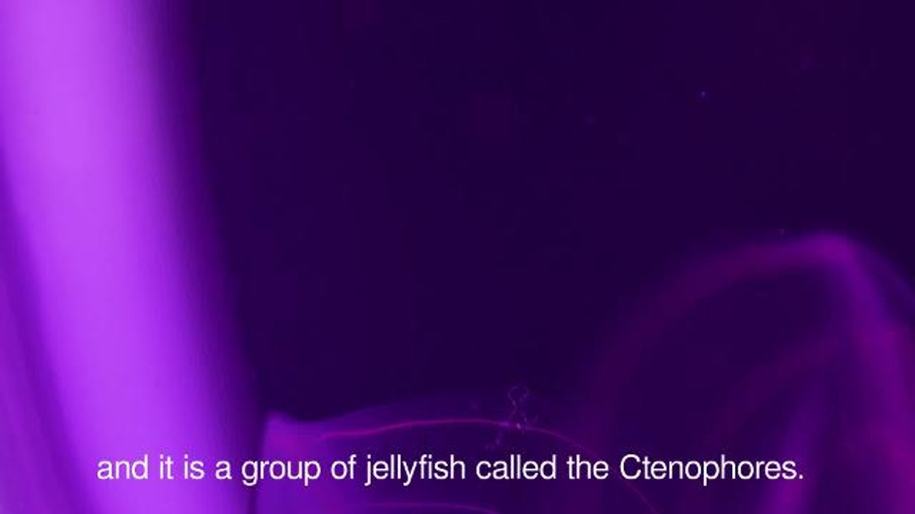 Alien-like jellyfish