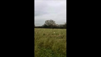 Footage captured of a white pheasant in Lancashire