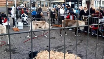 Reindeer at Washington Village Christmas Festival
