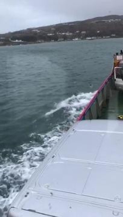 Pod of dolphins spotted off Donegal coast