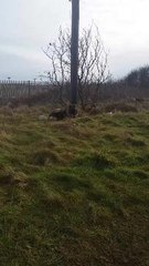 Scene where dog was shot