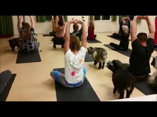 Girl from Littlehampton does goat yoga for charity