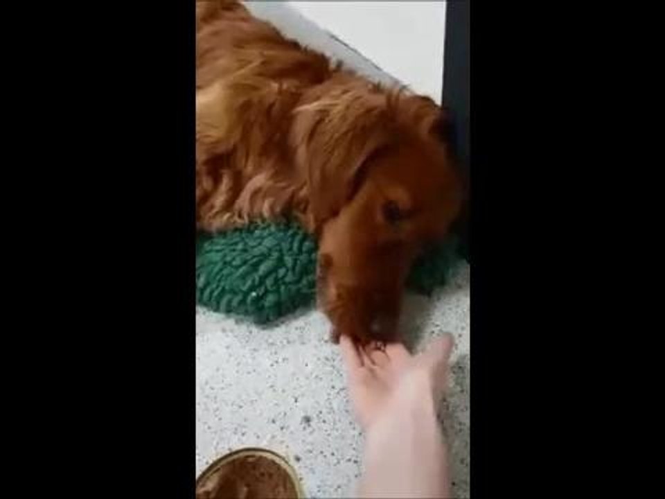 Rocky the dog