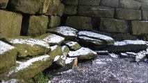 White stoat filmed in Yorkshire garden