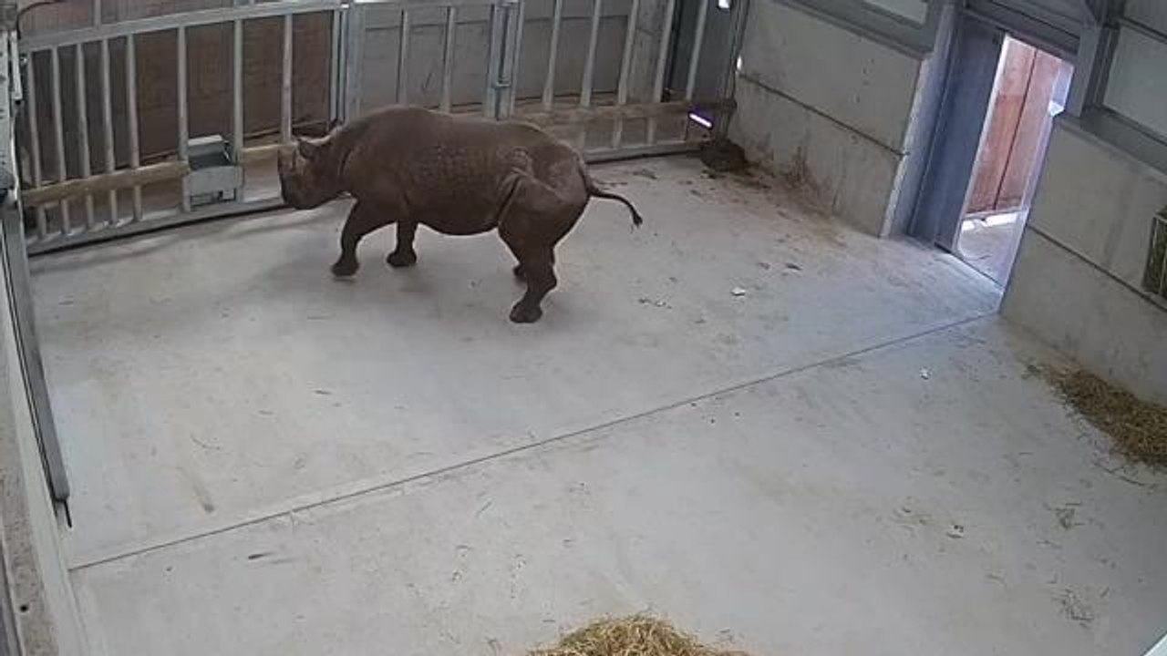 New rhino arrivals at Yorkshire Wildlife Park