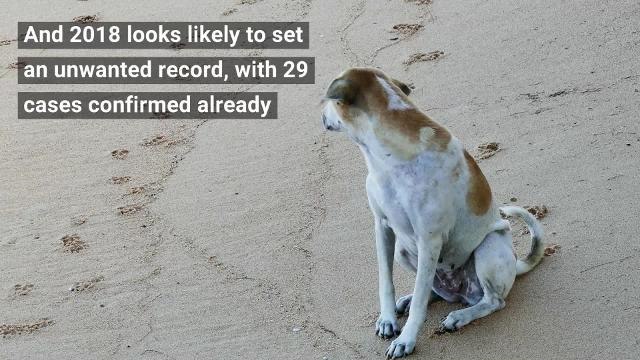 Dog Owners Warned Over Deadly Flesh-eating Disease