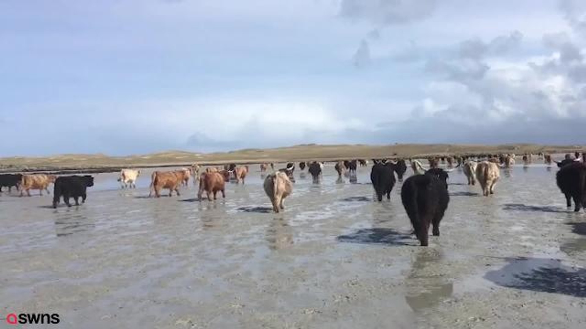 ⁣Highland cows