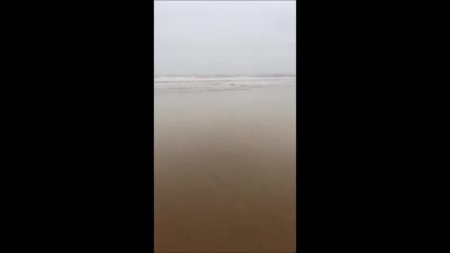 Skegness baby seal release