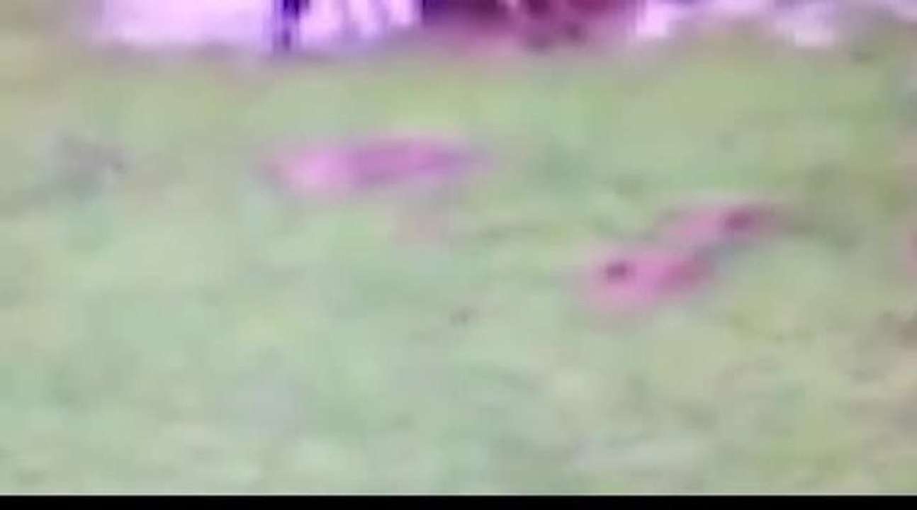 Dogs kill animals
