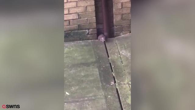 Plague of rats in Milton Keynes DL
