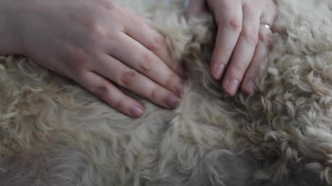 Canine Massage Guild