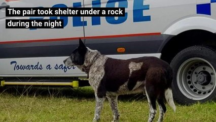 Elderly Dog Stayed Overnight in the Wilderness With a Lost 3-year-old, Then Led Rescuers to Her