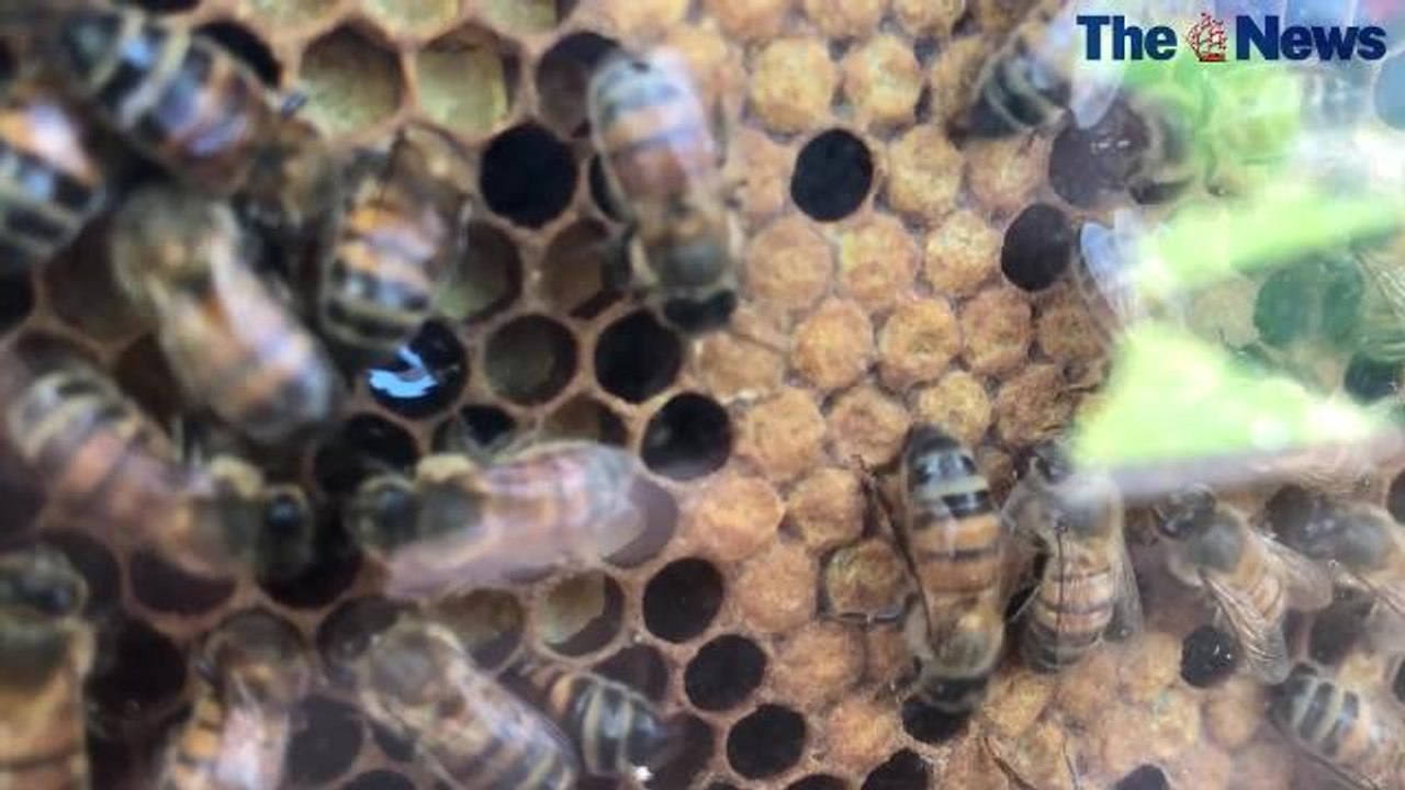 Portsmouth and District Bee Keeping Association is holding a fun day to celebrate 100 years of their club