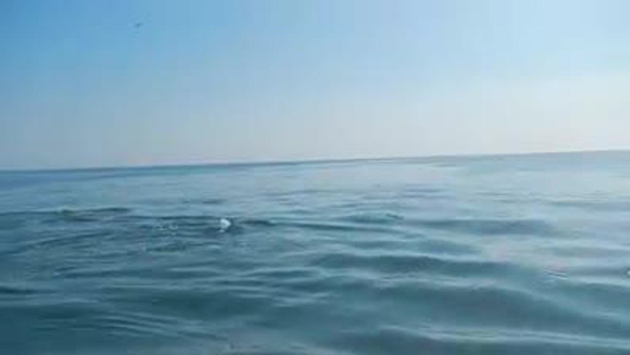 Playing with dolphins in Hartlepool