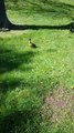 RSPCA rescue ducklings from Huntingon drain