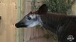 Okapi arrives at the West Yorkshire Wildlife Park