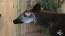Okapi arrives at the West Yorkshire Wildlife Park