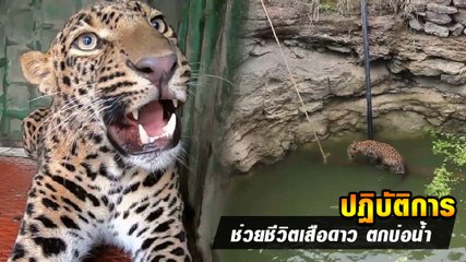นาทีช่วยเหลือ เสือดาว ตกบ่อน้ำลึกเกือบ 10 เมตร