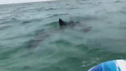 여름 바다 불청객 '상어'...공격 막을 행동 요령은? / YTN