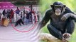 Chimpanzee Escapes Zoo Enclosure, Attacks Zookeeper