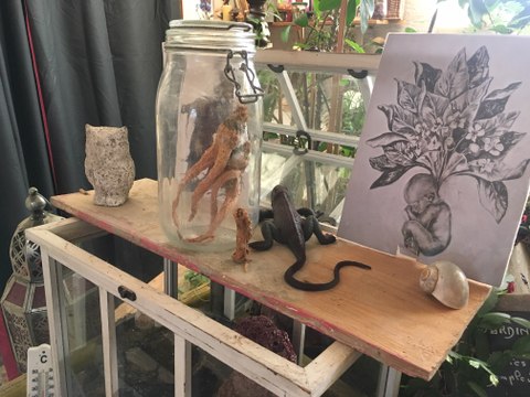 Entre mandragore et cabinet de divination, le musée de l'étrange à Serrières (Ardèche)