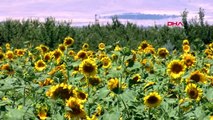 Malatya'daki ayçiçeği tarlalarında görsel şölen