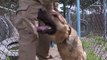 Man's best friend: The dogs who sniff out explosives in Kabul