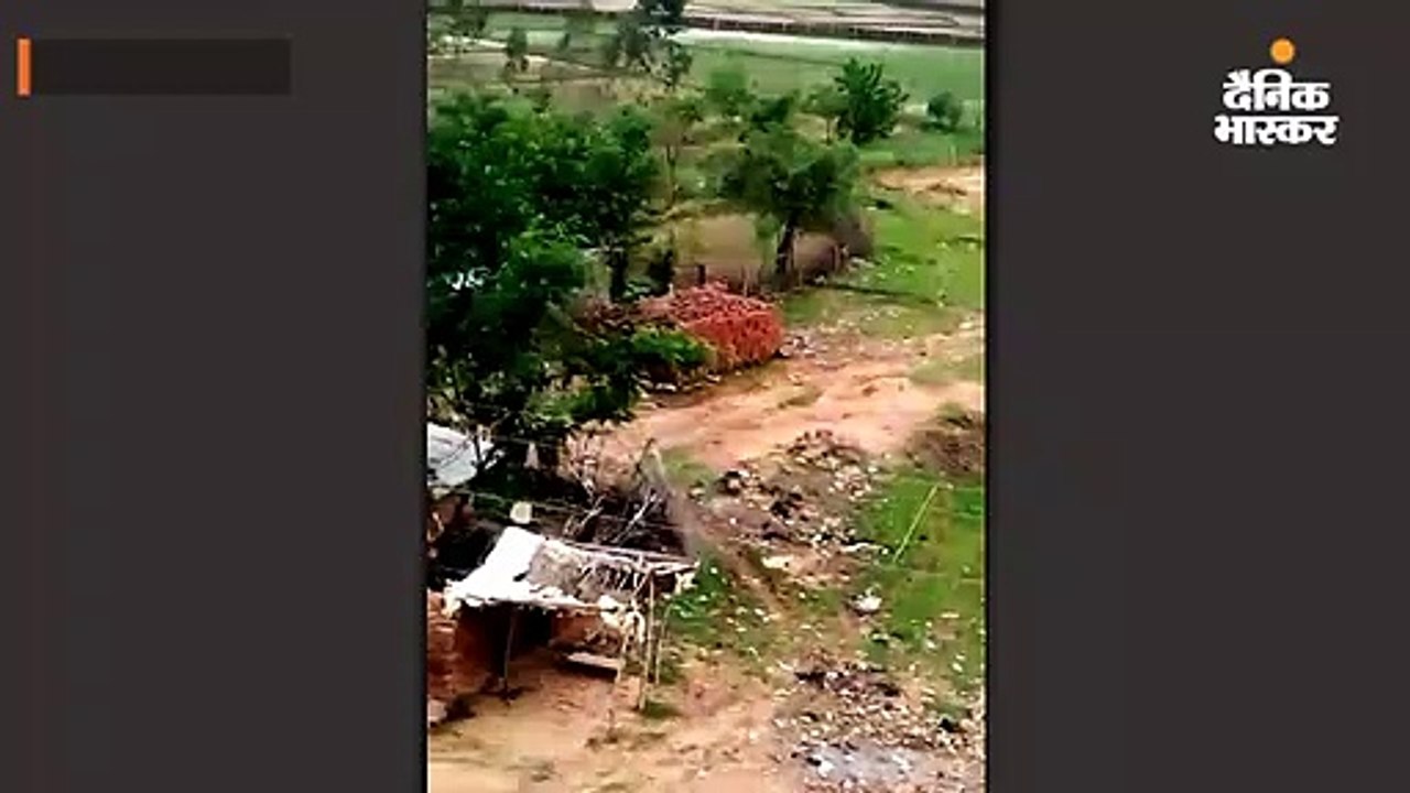 रीवा के गांव में घुसा बाघ; ट्रैंक्यूलाइज कर वन...