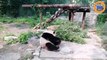Des touristes lancent des pierres à un panda dans un zoo  !