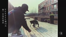 一只狗的等待