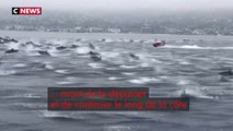 Californie : un splendide spectacle de dauphins