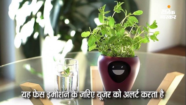 सेंसर वाला स्मार्ट गमला समझता है पौधे की भावनाएं
