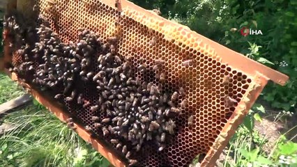 Ünlülerin kestane balı Ordu'dan