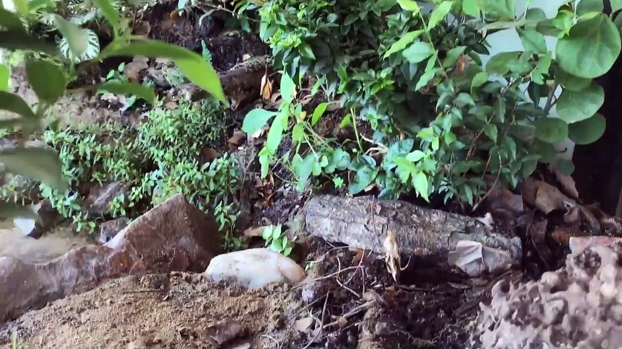 2 year jungle vivarium documentary update - Termites, ants and spiders (Nature Documentary)