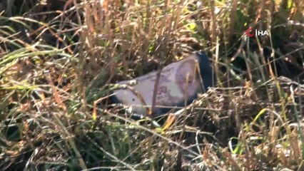 Lüks Araçla Birlikte 60 Bin Lira Da Kül Oldu