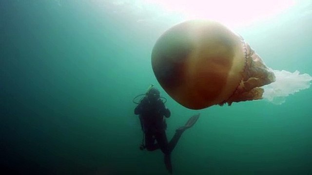 Femme voit quelque chose de grand sous l'eau - méduses à taille humaine