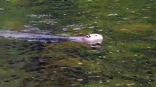 Beaver Swimming in Byers Lake in Denali State Park