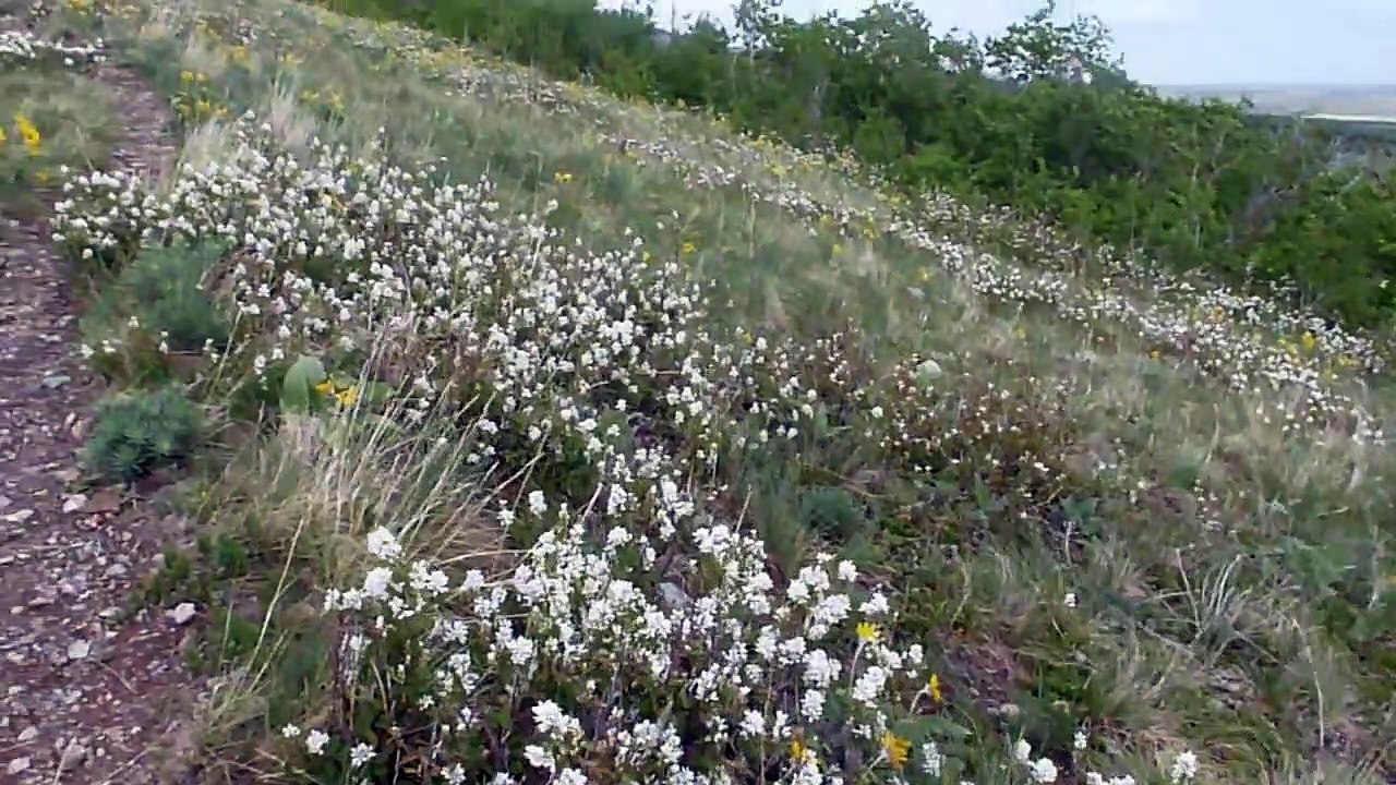 Wildflowers in Waterton Lakes