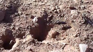 Wasp Digging a Hole