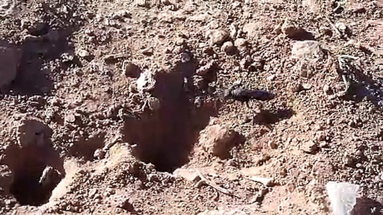 Wasp Digging a Hole