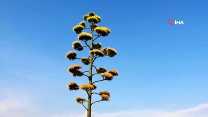 100 yıllık ömründe bir kez çiçek açan Agave kaktüsü Aliağa'da da bulundu