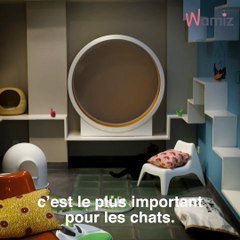 Aristide : un hôtel 100% pensé pour le bonheur des chats