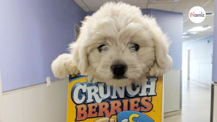 Il dépose un chiot dans une boite de céréales au refuge, jamais il n'aurait imaginé que son geste allait tout changer