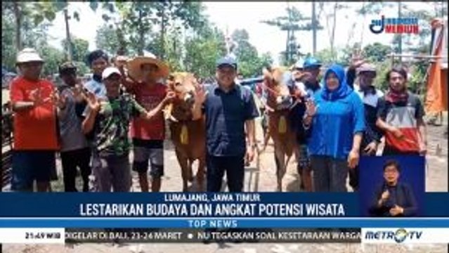 Ratusan Peserta Ramaikan Lomba Karapan Sapi di Lumajang