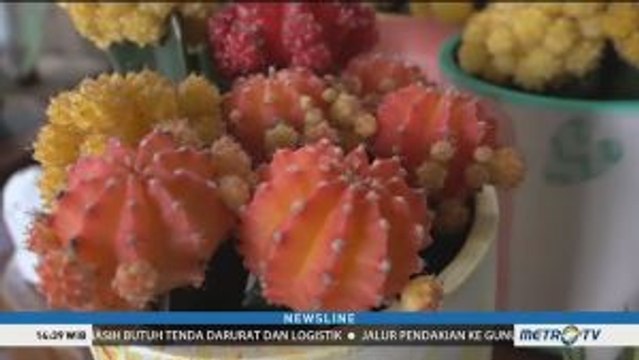 Bisnis Kaktus Mini Pembawa Rezeki