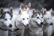 Le Husky sibérien : avoir la 