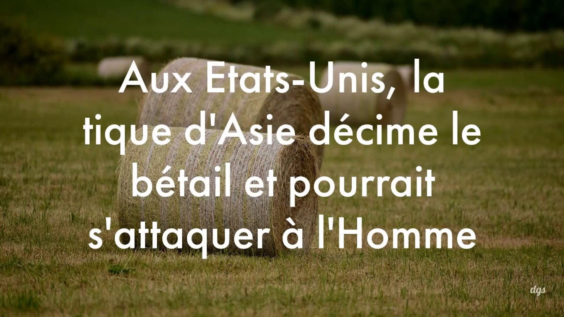 Aux Etats Unis La Tique D Asie Decime Le Betail Et Pourrait S Attaquer A L Homme Video Dailymotion