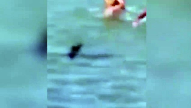 Matan a pedradas a un pez espada en Grecia y el vídeo causa indignación - Estas imágenes pueden herir su sensibilidad