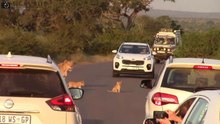 Lioness with Tiny Cubs Kruger National Park