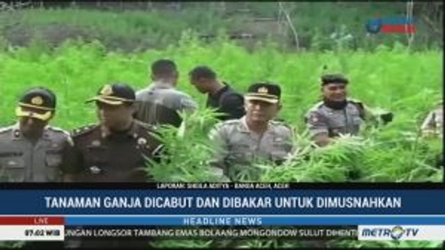Polisi Musnahkan 1 Hektare Ladang Ganja di Aceh Besar